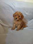 Sprzedam szczeniaka maltipoo