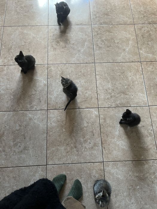 Віддам в добрі руки!!