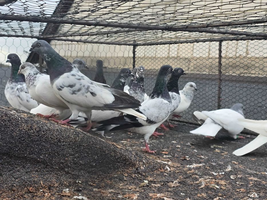 Budapeszty lot 20 sztuk ganiane