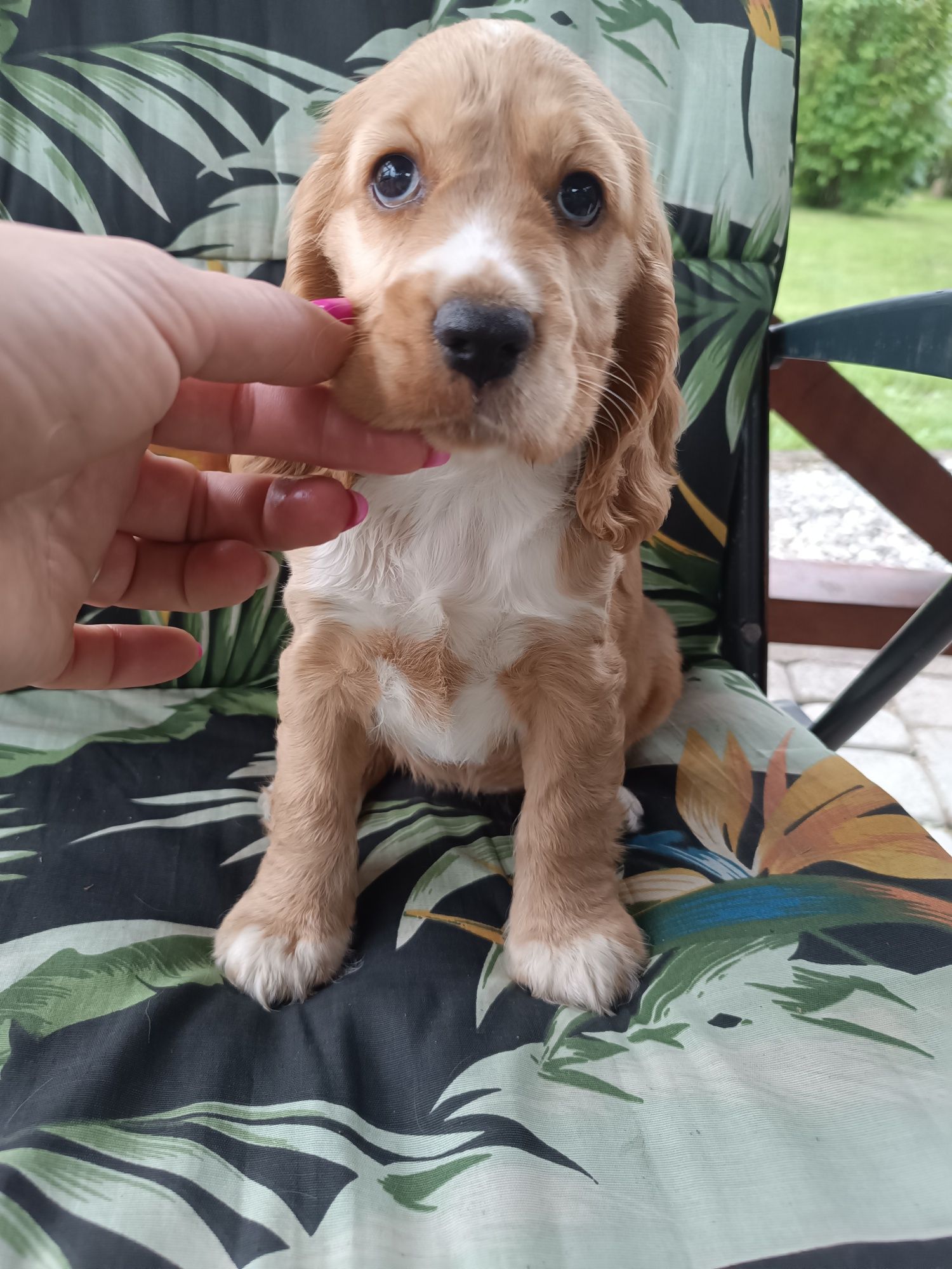 Suczka Cocker spaniel angielski.