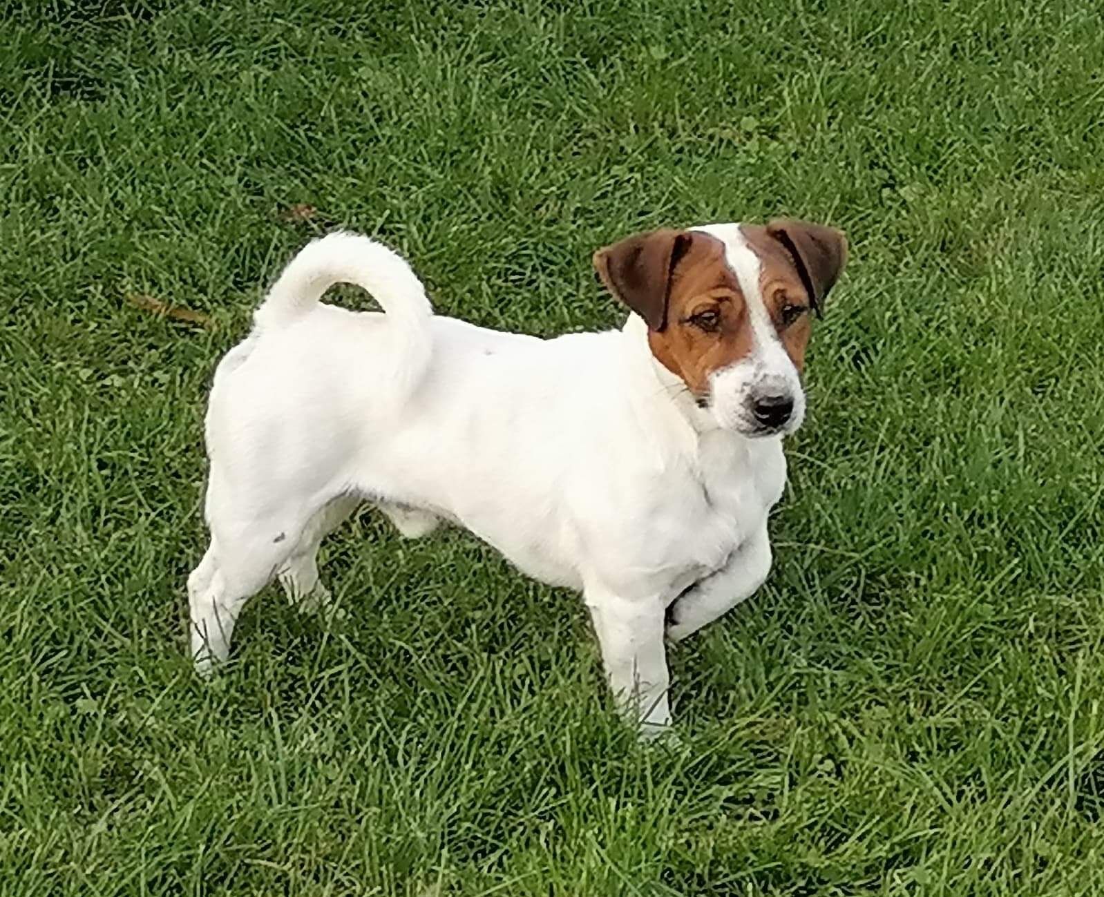 Jack Russell Terrier Reproduktor ZKwp FCI