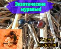Продам экзотических муравьёв messor barbarus, КРАСИВЫЕ МОРФЫ!