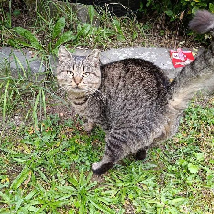 Котик в добрі руки