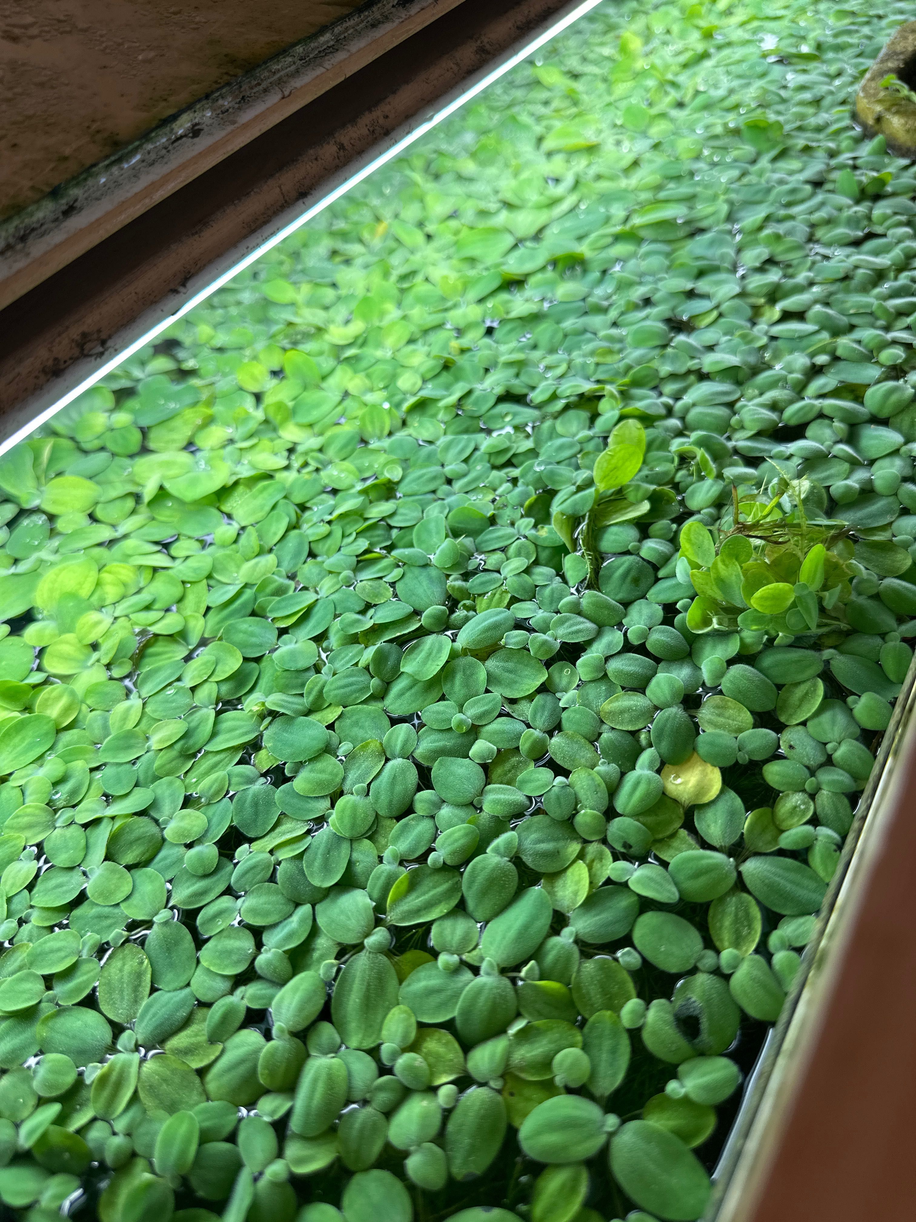 Акваріумні плаваючі рослини на воді Пістія (Капуста / водяний салат)