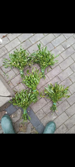 Jemioła pęczki kule możliwy transport!