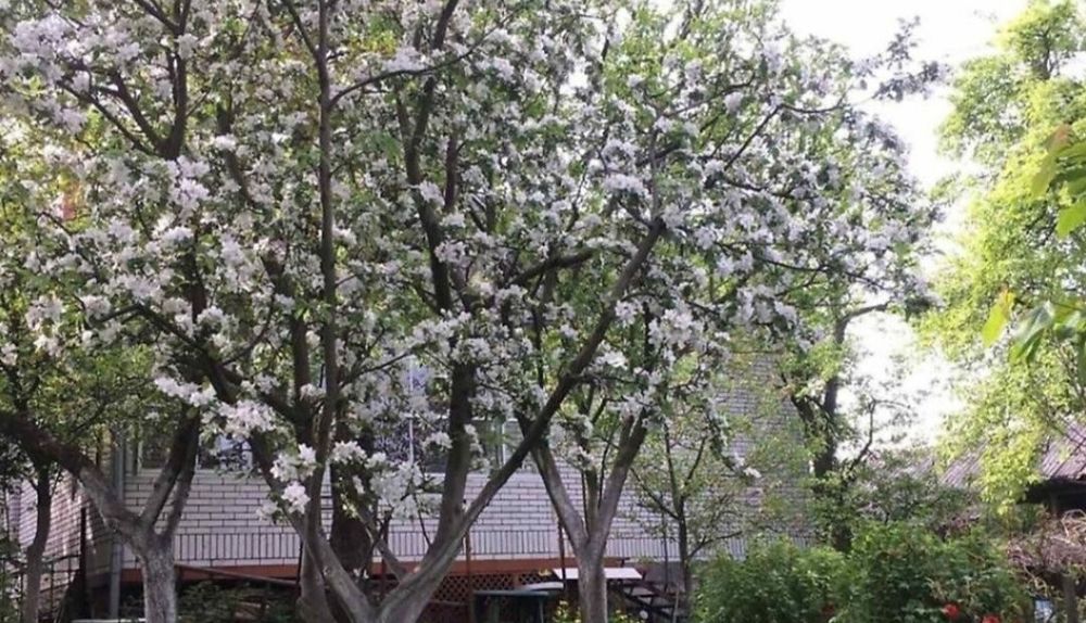 Оренда будинку р-н Замостя