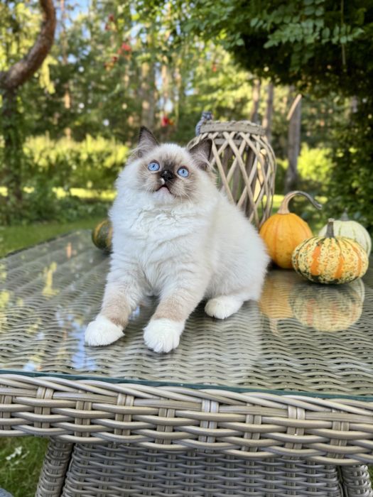 Ragdoll cudna kotka Sabrinka seal bicolor z rodowodem FIFE/FPL