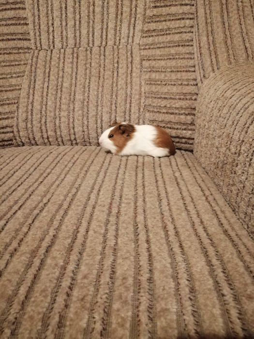 Świnka morska świnki morskie