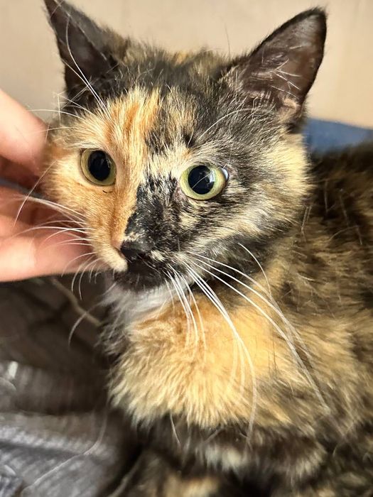 Кошку выбросили на море