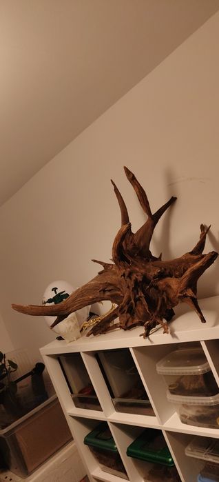 Korzeń XXL do akwarium lub terrarium