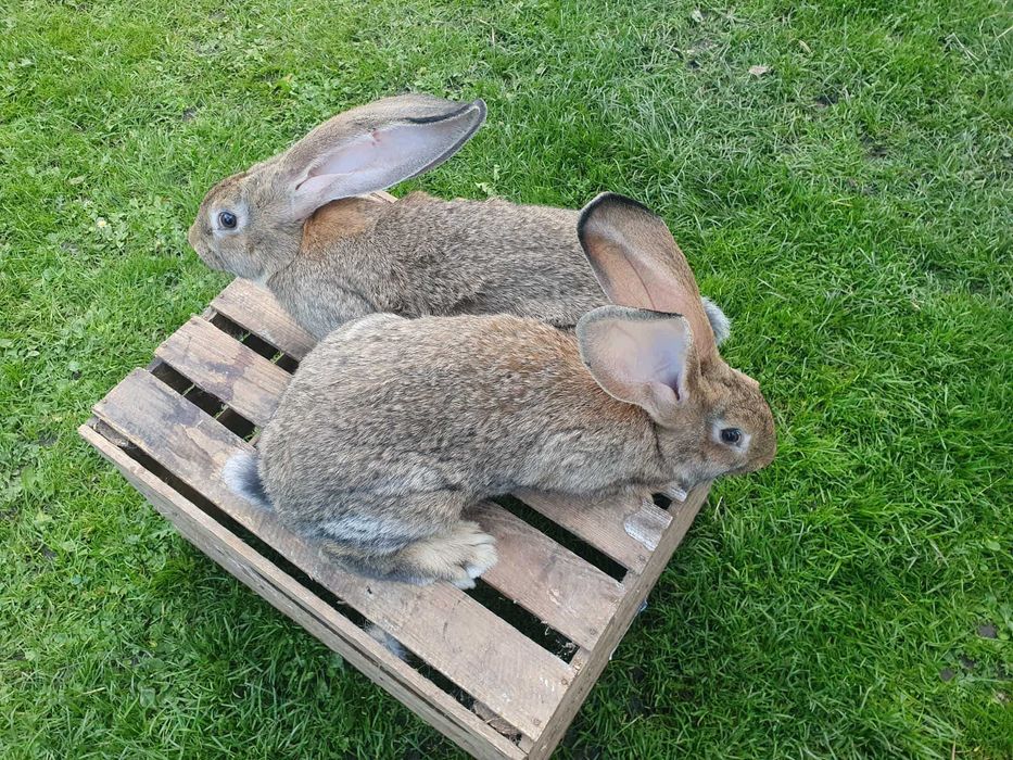 Młode Olbrzymy belgijskie