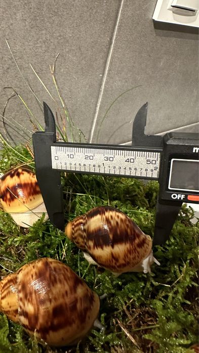 ślimaki afrykańskie Archahatina Marginata Ovum albino body i nominal