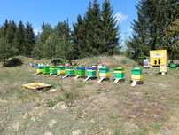 Sprzedam 10 rodzin pszczelich z ulami wielkopolskimi