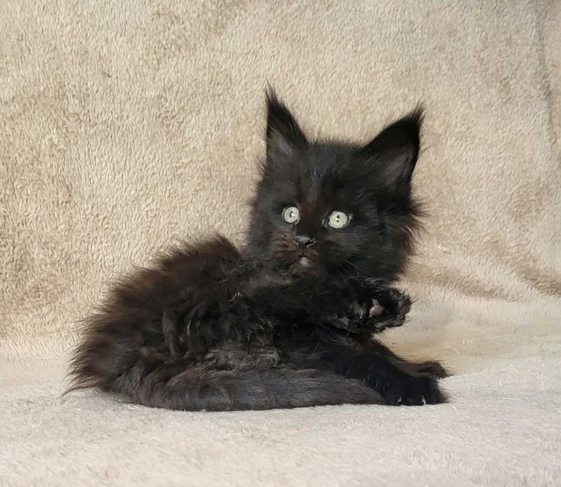 Czarna kotka MCO z rodowodem FPL