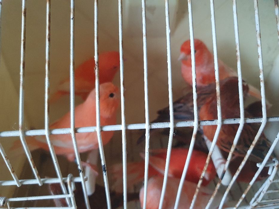 Canários lipocromos varios, ano 2025