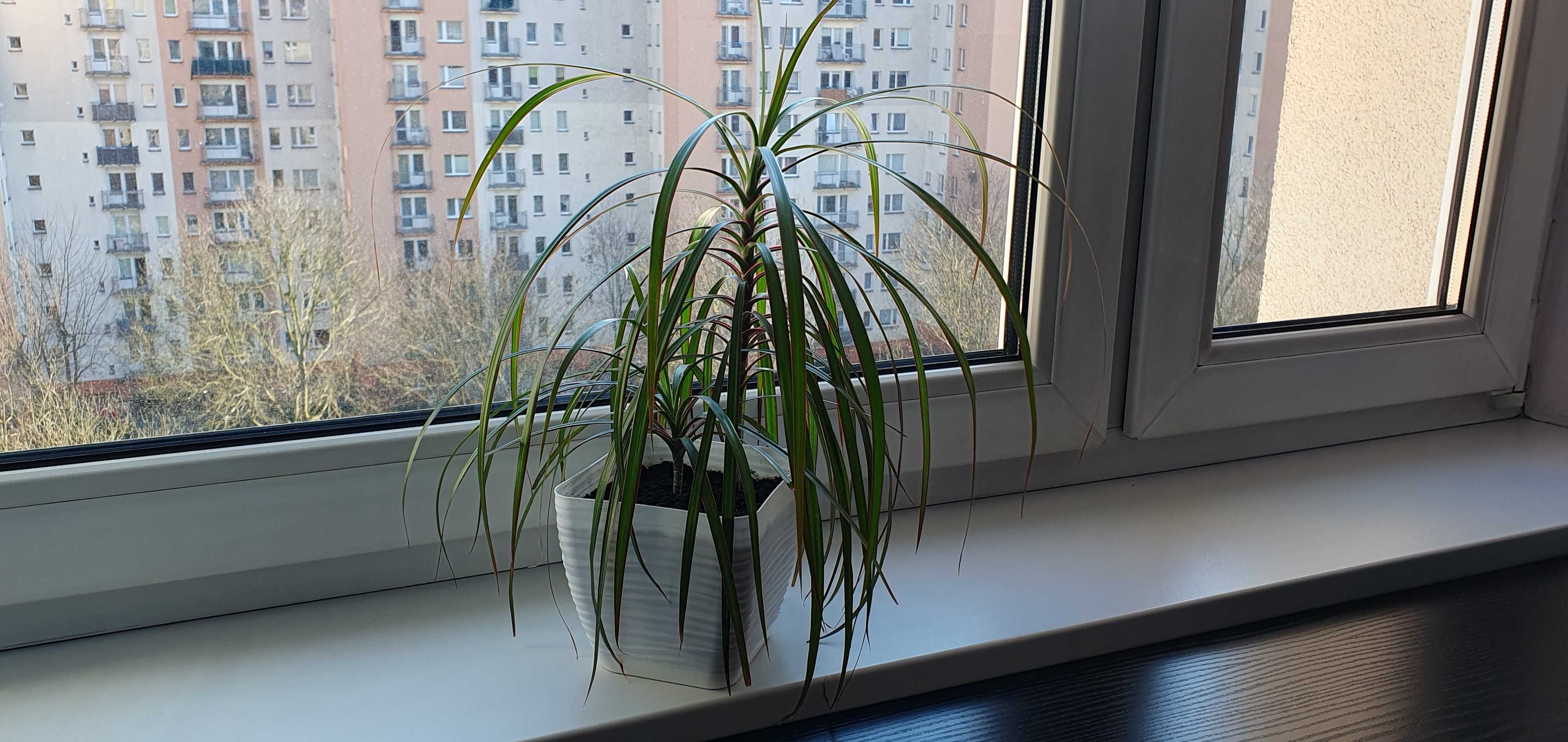 Dracena roślinka zielona wiosenna dekoracja ozdoba pokoju