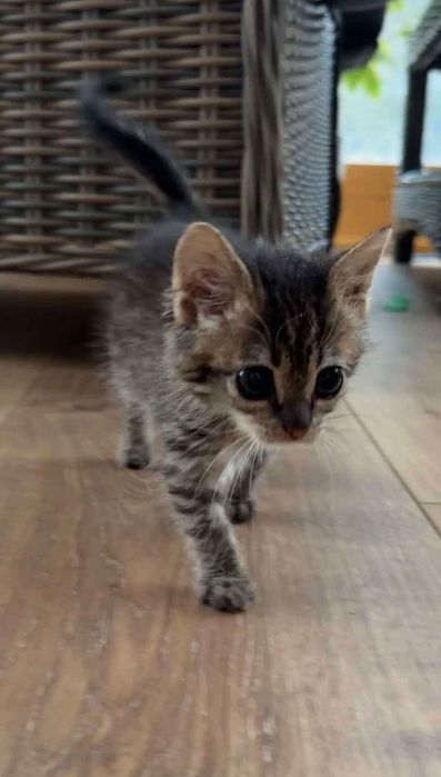 Młody Popuś szuka domu w całej Polsce