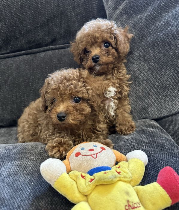 Той пудель хлопчик мальчик