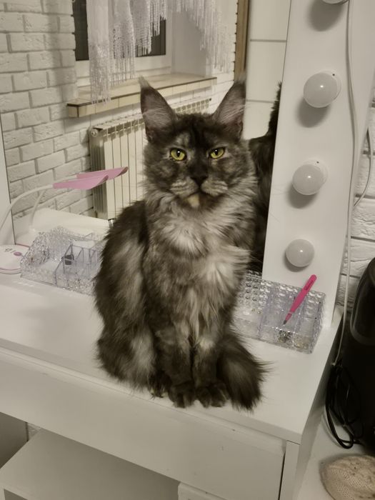 Kotka maine coon Po sterylizacji