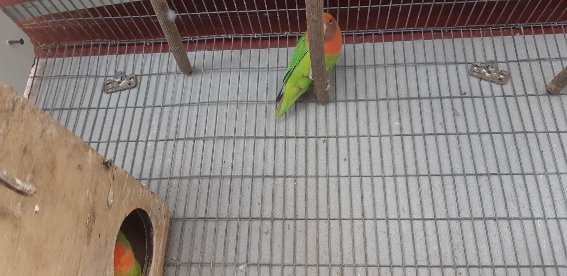 Vendo 5 agapornis