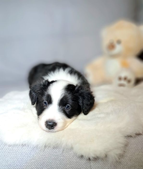 Śliczna cuczka Border Collie.ELZA