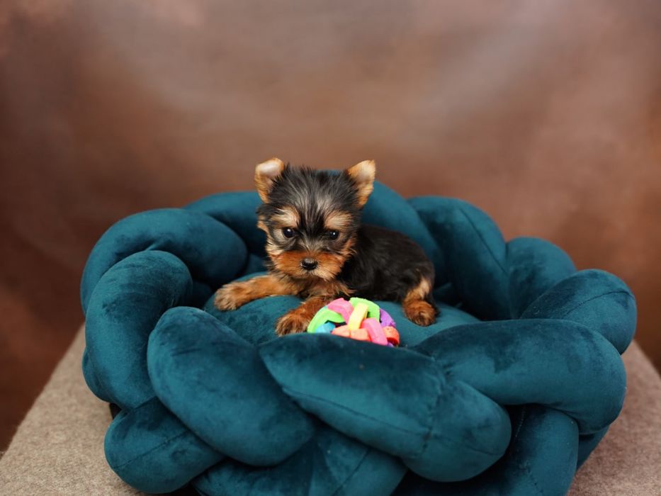 Маленька принцеса шукає замок — Йоркширська дівчинка!