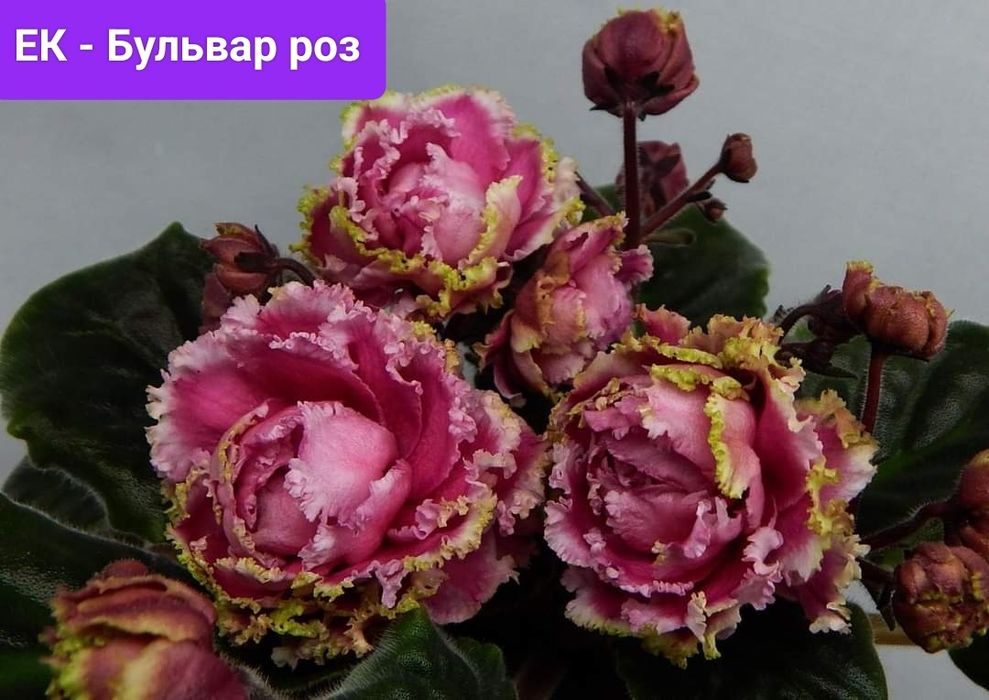 Фиалки сортовые детки и стартеры