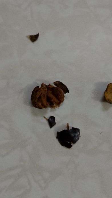 Ягоди ялівцю. Ягоды можжевельника