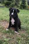 American PitBull Terrier