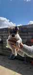 Cachorros bebés de porte pequeno para adoção
