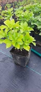 Runianka japońska Pachysandra teminalis