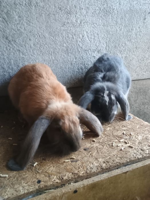 Króliki Barany Francuskie