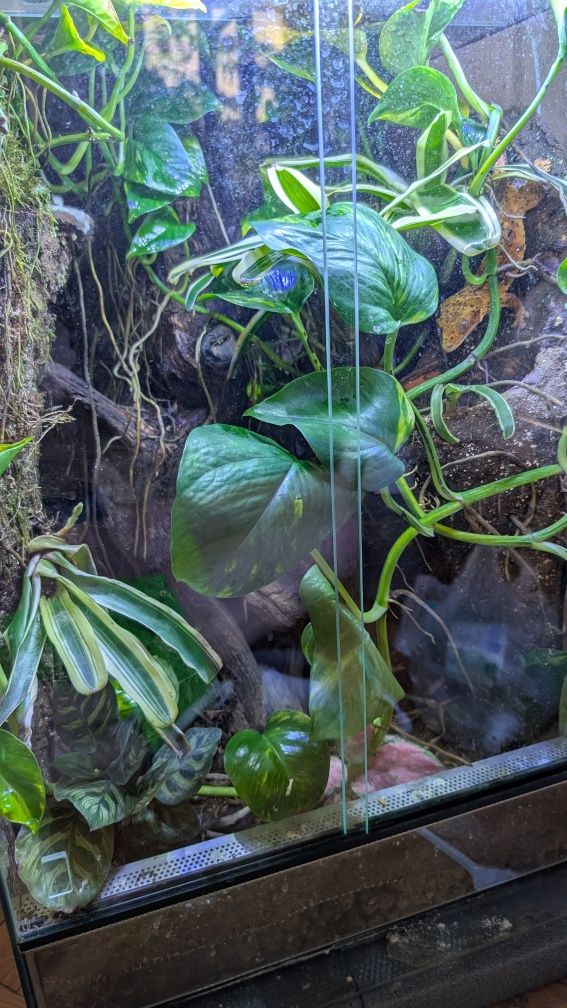 Gekon orzęsiony Dalmatian - z terrarium