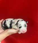 Owczarek australijski blue merle