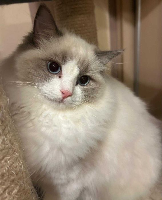Uroczy kocurek Irwin rasy Ragdoll