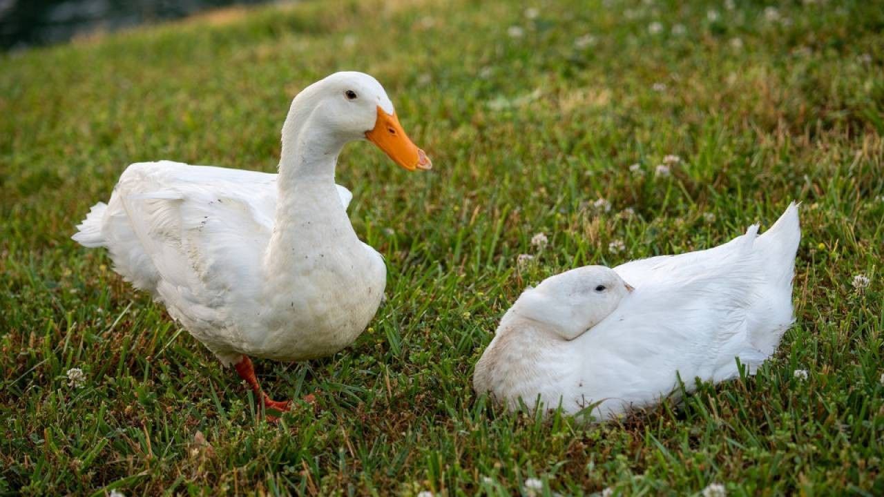 Z własnej chodowli Kaczki Pekin