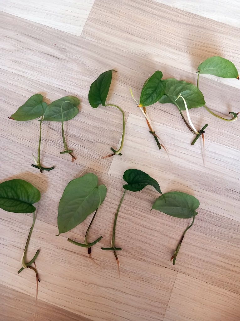 Monstera siltepecana
