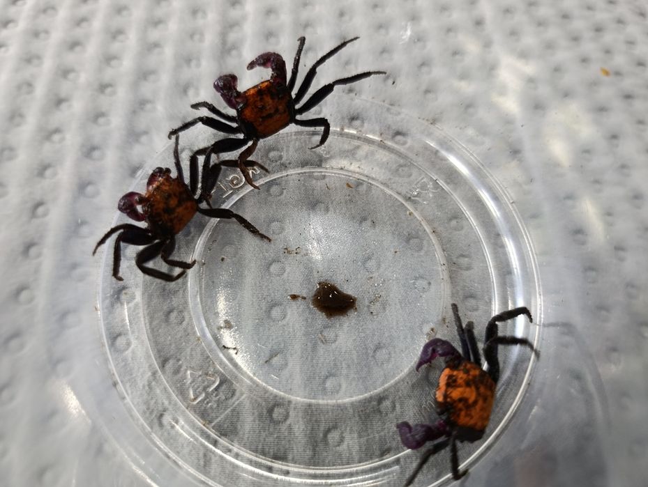 Kraby geosesarma, hagen, tomato, black leg