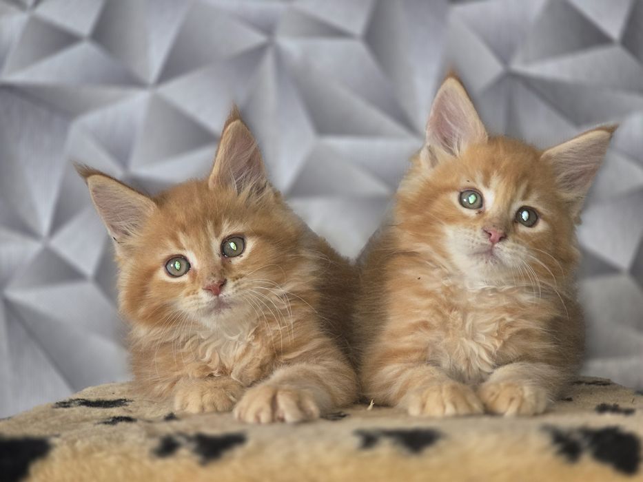 Чистокровные котята мейн-кун