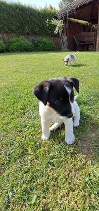 Jack Russell Terrier suczka