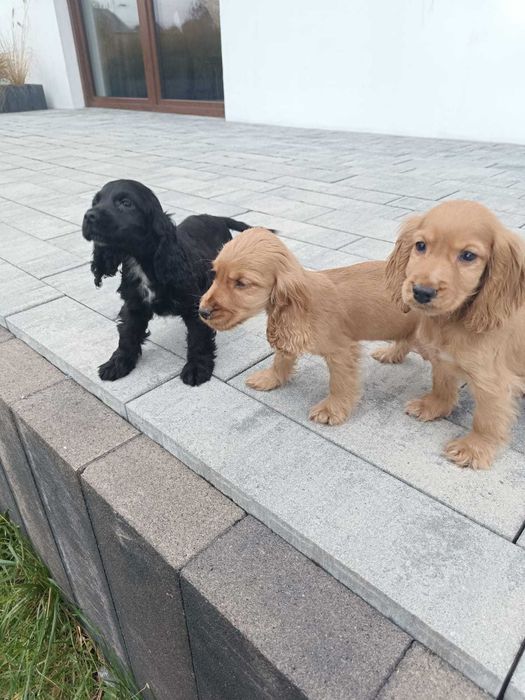 Cocker spaniel  cudne psiaki do odbióru!