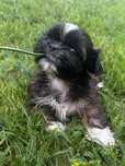 Mini sunia shih tzu