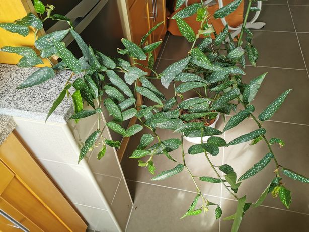 Planta begonia tamaya