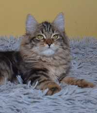 Rodowodowy kot syberyjski * koteczka Elesa * rodowód FPL/FIFE