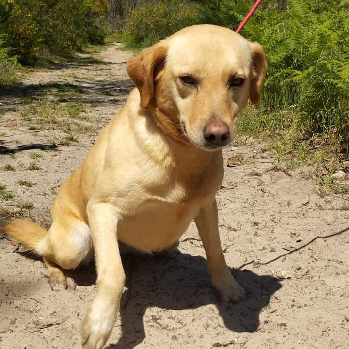 Palhacinha- cachorra de porte médio para adoção