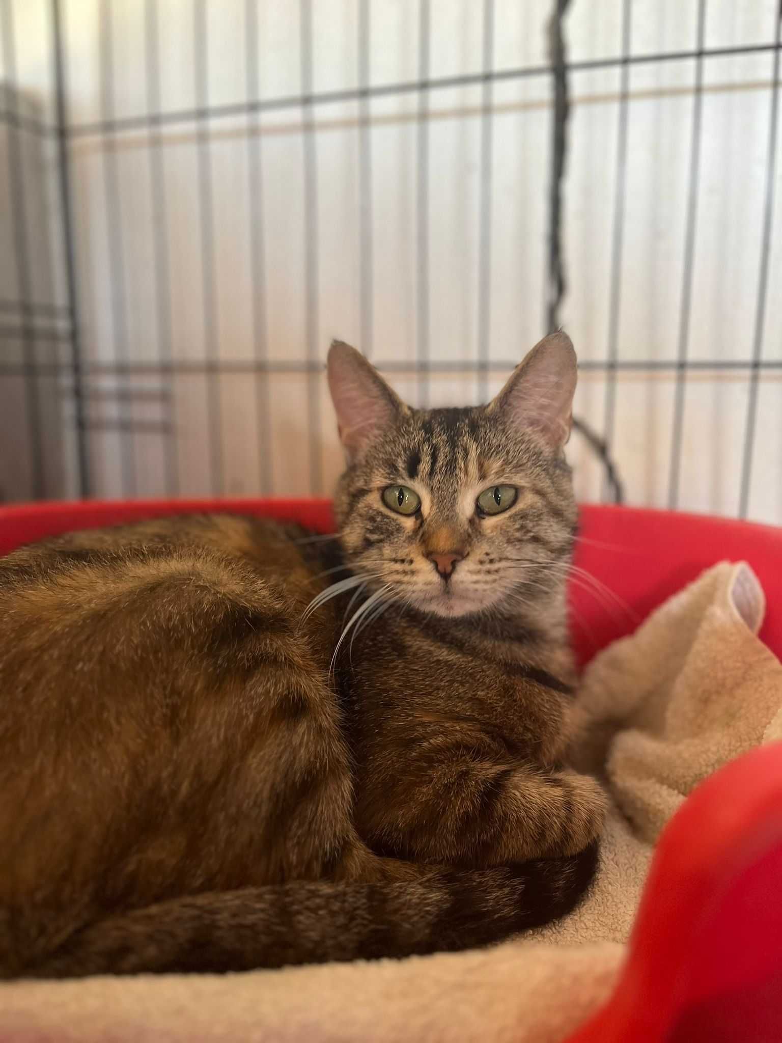 Sabrina - Para Adopção