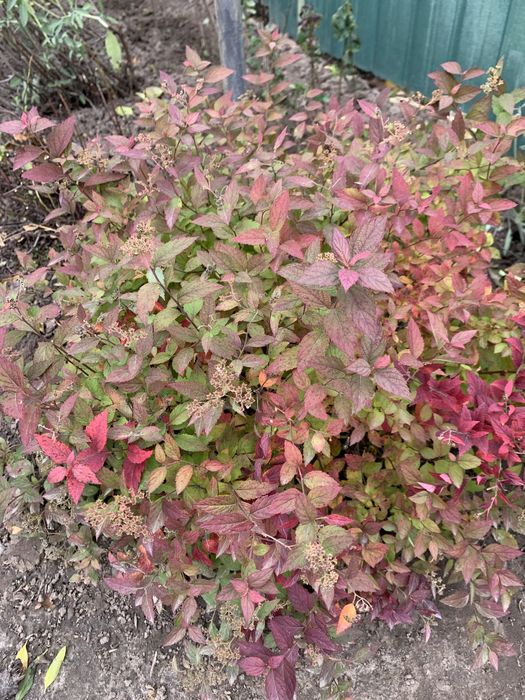 Спірея низькоросла рожева