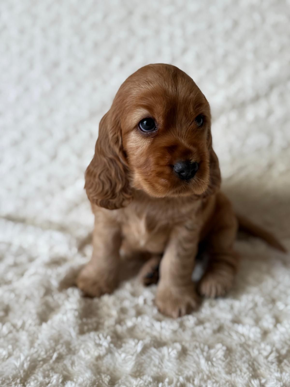 Cocker Spaniel Angielski - suczka Amber - Zarezerwowana