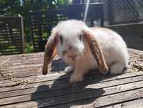 Królik Baranek biało-brązowy, Mini Lop, dziewczynka