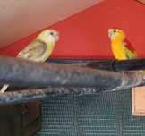 Casal de red rumped